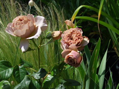 DSCF40j63.JPG