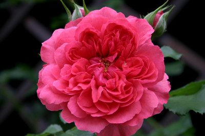 Rosarium_Uetersen00607.jpg