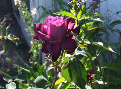 ilios-rose.JPG