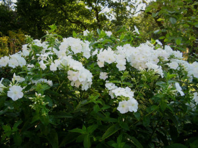 weisser_Phlox_1_4_1.jpg