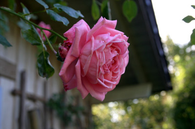 Rose_Coral_Dawn0107.jpg