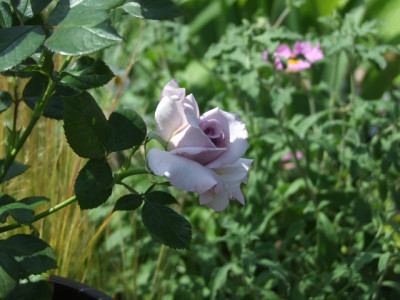 DSCF4092.JPG