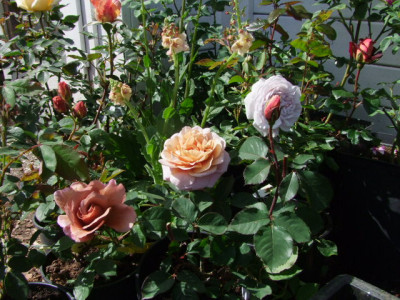 DSCF8932.JPG