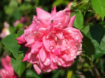 2020_0328EndeJuni0069.JPG