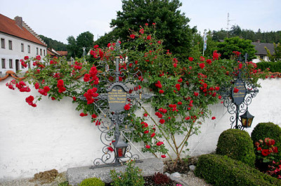 Rose_Heinfels0807.jpg