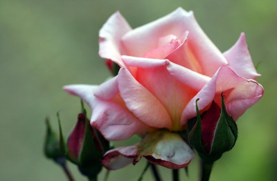 Rosa_Summerwine_2_02-09-2007.jpg