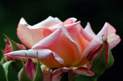Rosa_Summerwine_3_02-09-2007.jpg