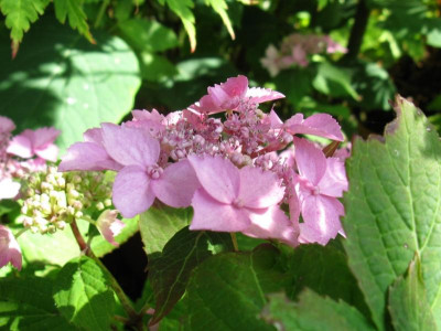 IMG_1380.JPG