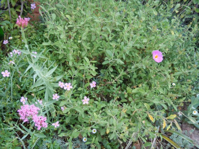 DSCN9689.JPG