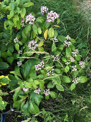 2020-06-27 Dichroa febrifuga  ganz.jpg