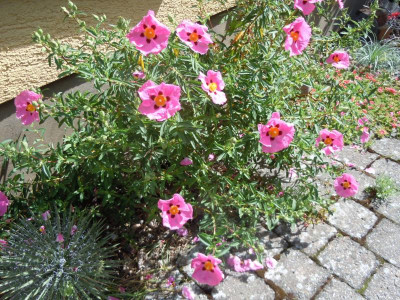 Trockenmix Cistus purpureus.JPG