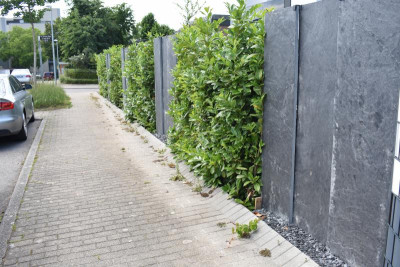 Vorgarten Reihenhäuser 003.JPG