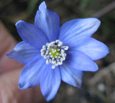 IMG_Hepatica_transs._St.Fj.04._1946.JPG