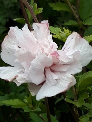 hibiskus.jpg