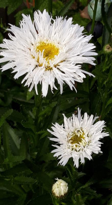 leucanth gefranst.jpg