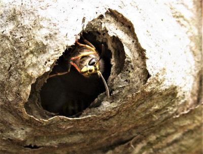 Wespen Vogelkasten_RIMG0125.JPG