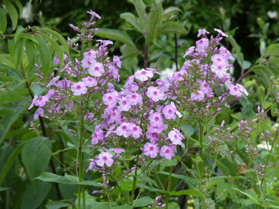 2020-06-27 Phlox 'Henki' 1.jpg