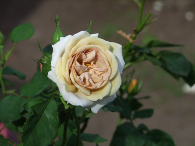 DSCF9005.JPG