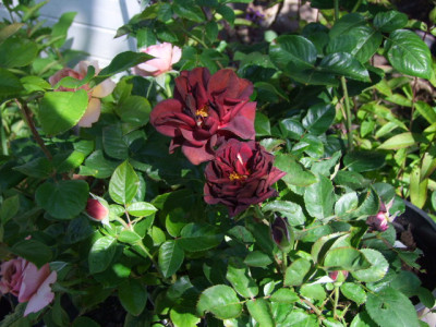 DSCF2353.JPG