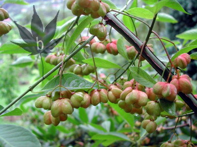 euonymus_europaeus_2.jpg
