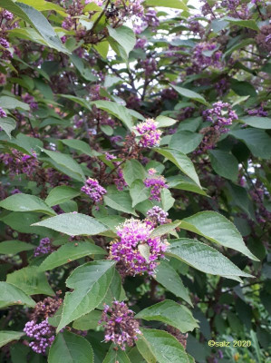 Summende Callicarpa 2020.jpg