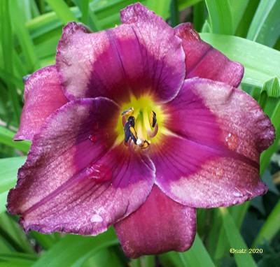 Purple Phantom 2020.jpg
