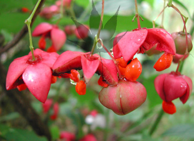 euonymus_planipes_2.jpg