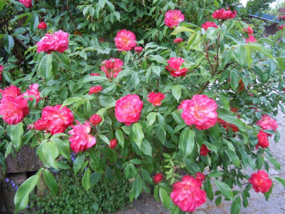DSCN9618.JPG