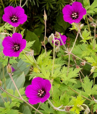 geranium.jpg
