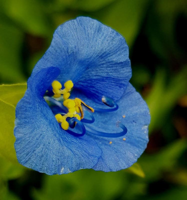 commelina.jpg