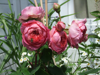 DSCF3448.JPG