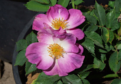 DSCF0395.JPG