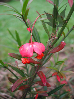 euonymus_nanus_turk_1.jpg