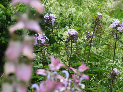 Phlox Fliederenzian Muskateller-Salbei P6280011.JPG