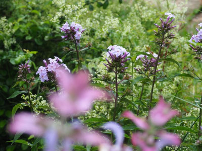 Phlox Fliederenzian Muskateller-Salbei P6280010.JPG
