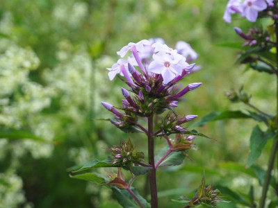 Phlox Fliederenzian P6280009.JPG
