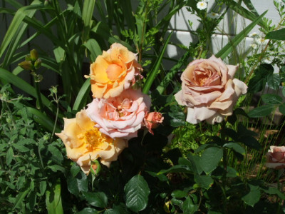 DSCF3929.JPG