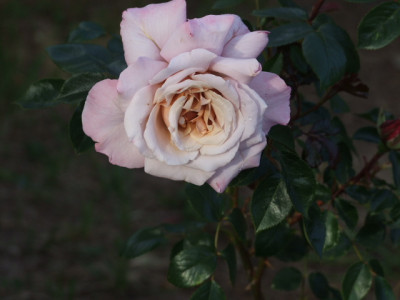 DSCF9344.JPG