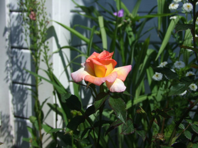 DSCF2303.JPG