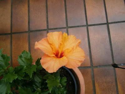 Hibiscus 003.JPG