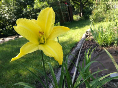 Hemerocallis_Ariane2_IMG_20200626_094647.jpg