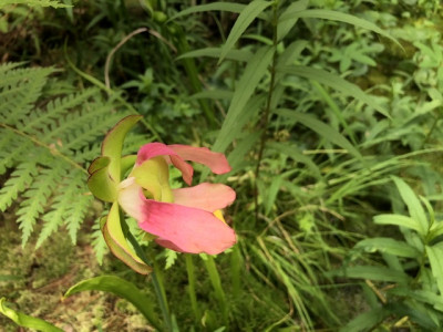 F5E5C380-BDAF-4CC6-8C92-EF5B6BD084AE.jpeg