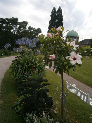 Karlsruhe Schlosspark Aug 17 011.JPG