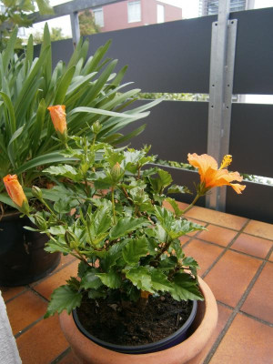 Hibiscus 001.JPG