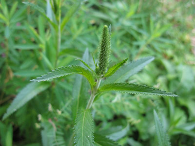 Veronica longifolia.JPG
