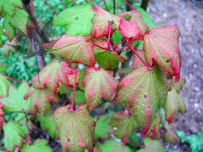 acer_circinatum_1.jpg
