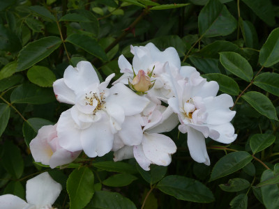 2020-06-27 Rosen 'Elfe' 1.jpg