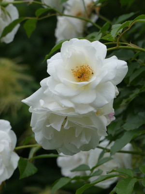 2020-06-28 Rosen 'Schneewittchen' 1.jpg