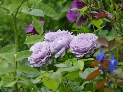 2020-06-28 Rosen 'Novalis' 1.jpg