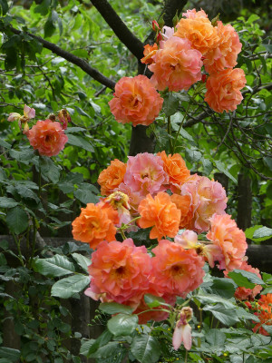 2020-06-28 Rosen 'Westerland' 1.jpg